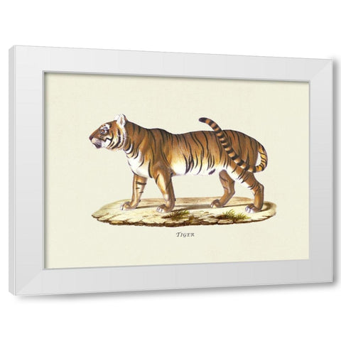 Tiger White Modern Wood Framed Art Print by Schinz, Heinrich Rudolf