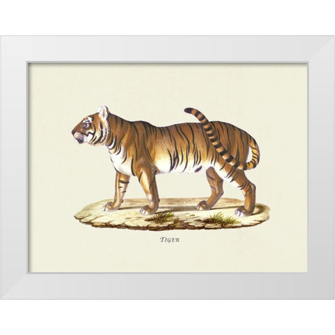 Tiger White Modern Wood Framed Art Print by Schinz, Heinrich Rudolf