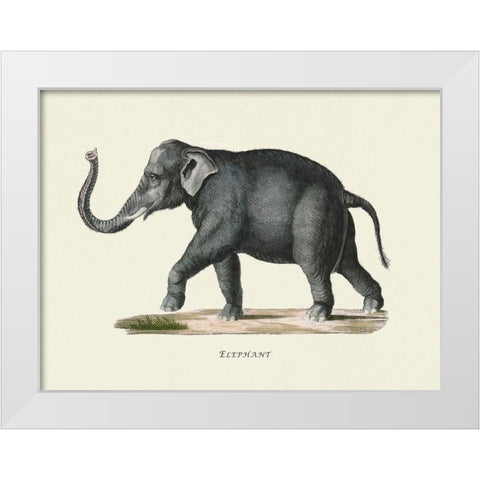 Elephant White Modern Wood Framed Art Print by Schinz, Heinrich Rudolf