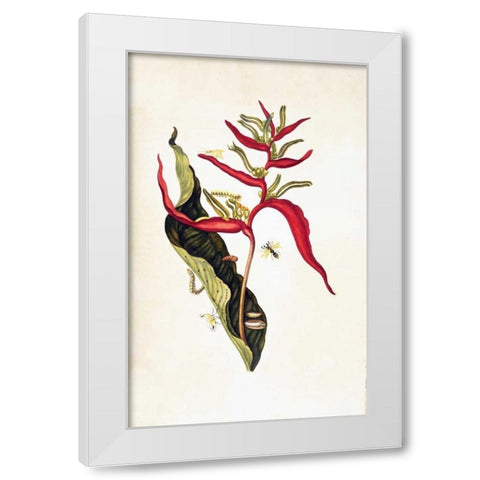 Tropical flower, plate 14 White Modern Wood Framed Art Print by Merian, Sybilla