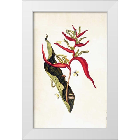 Tropical flower, plate 14 White Modern Wood Framed Art Print by Merian, Sybilla