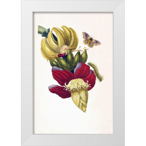 Banana, Butterfly, plate13 White Modern Wood Framed Art Print by Merian, Sybilla