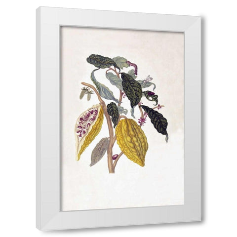 Tropical fruit,Caterpillar,  plate 26 White Modern Wood Framed Art Print by Merian, Sybilla
