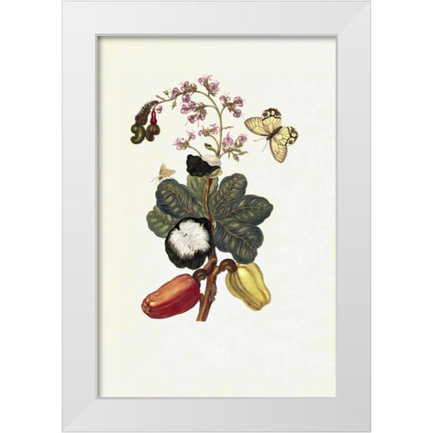 Tropical fruit, Butterfly, plate16 White Modern Wood Framed Art Print by Merian, Sybilla