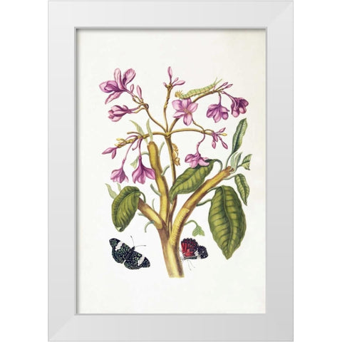Tropical flower, Butterflies, plate 8 White Modern Wood Framed Art Print by Merian, Sybilla