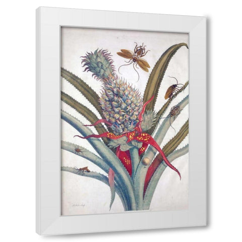 Pineapple, Insects, plate 1 White Modern Wood Framed Art Print by Merian, Sybilla
