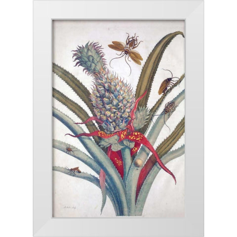 Pineapple, Insects, plate 1 White Modern Wood Framed Art Print by Merian, Sybilla