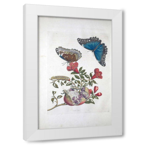 Tropical fruit,Butterflies,  plate 96 White Modern Wood Framed Art Print by Merian, Sybilla