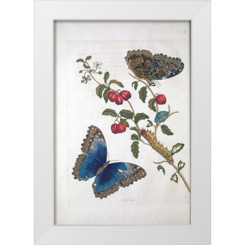 Tropical fruit,Butterflies, plate 2 White Modern Wood Framed Art Print by Merian, Sybilla