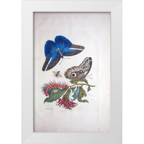 Tropical fruit, Butterflies, plate 3 White Modern Wood Framed Art Print by Merian, Sybilla