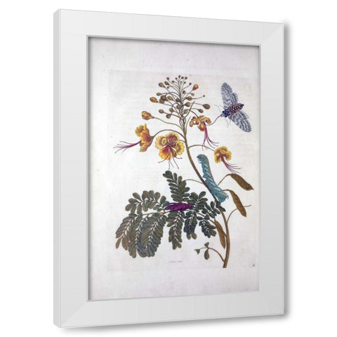 Tropical flower,Butterfly,  plate 45 White Modern Wood Framed Art Print by Merian, Sybilla