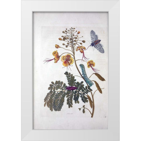 Tropical flower,Butterfly,  plate 45 White Modern Wood Framed Art Print by Merian, Sybilla