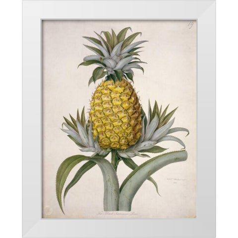Black Jamaican Pineapple White Modern Wood Framed Art Print by Hooker, William