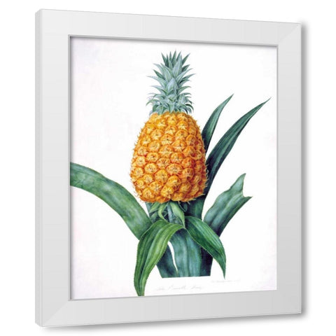 The Enville Pineappe White Modern Wood Framed Art Print by Hooker, William