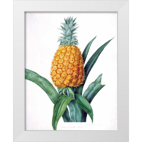 The Enville Pineappe White Modern Wood Framed Art Print by Hooker, William