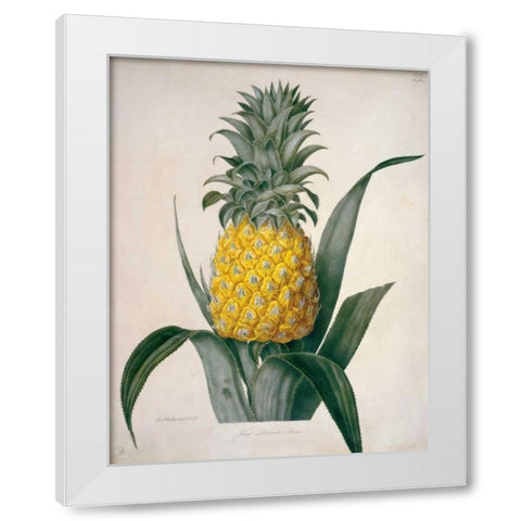 The Queen Pineapple White Modern Wood Framed Art Print by Hooker, William