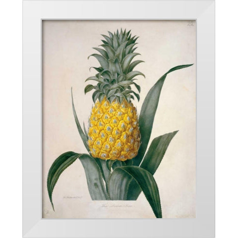 The Queen Pineapple White Modern Wood Framed Art Print by Hooker, William