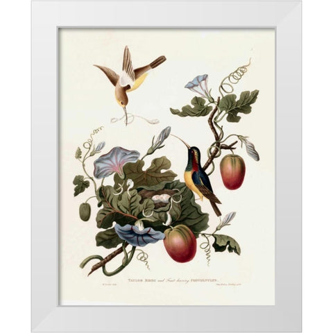 Taylor Birds White Modern Wood Framed Art Print by Hooker, William