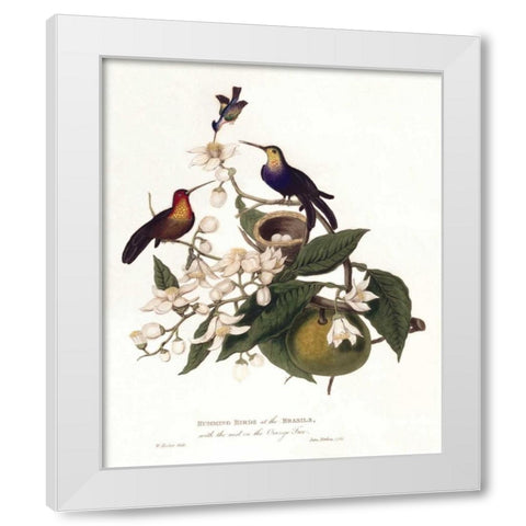 Humming Birds White Modern Wood Framed Art Print by Hooker, William