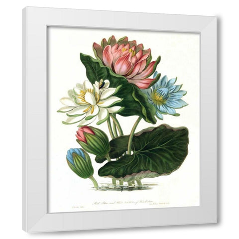 Lotus White Modern Wood Framed Art Print by Hooker, William
