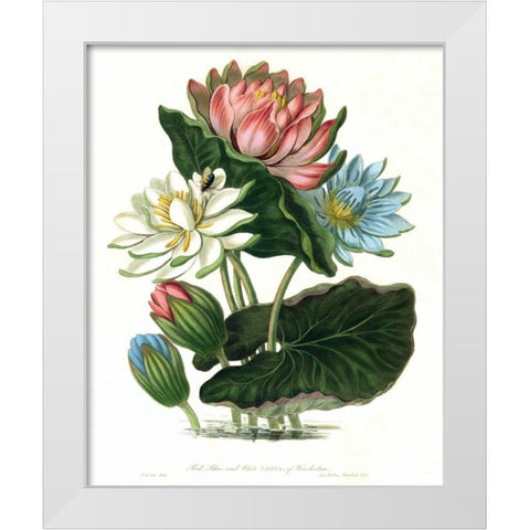 Lotus White Modern Wood Framed Art Print by Hooker, William