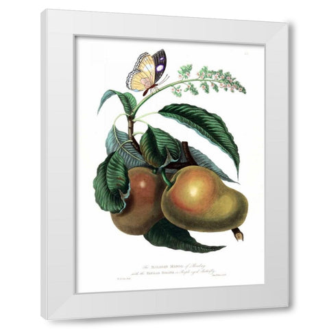 Mango with Butterfly White Modern Wood Framed Art Print by Hooker, William