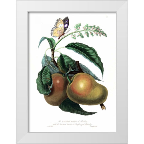 Mango with Butterfly White Modern Wood Framed Art Print by Hooker, William