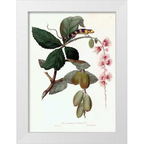 Lizard on Flower White Modern Wood Framed Art Print by Hooker, William