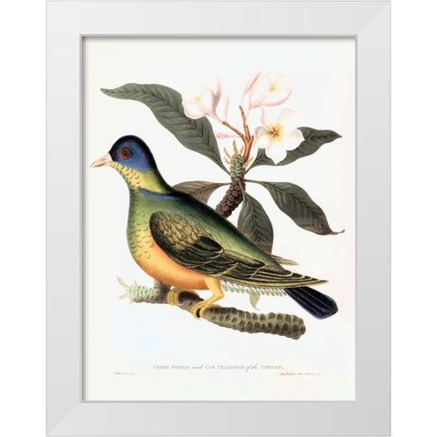 Green Pigeon White Modern Wood Framed Art Print by Hooker, William