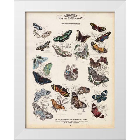 Foreign Butterflies White Modern Wood Framed Art Print by Lizars, WH