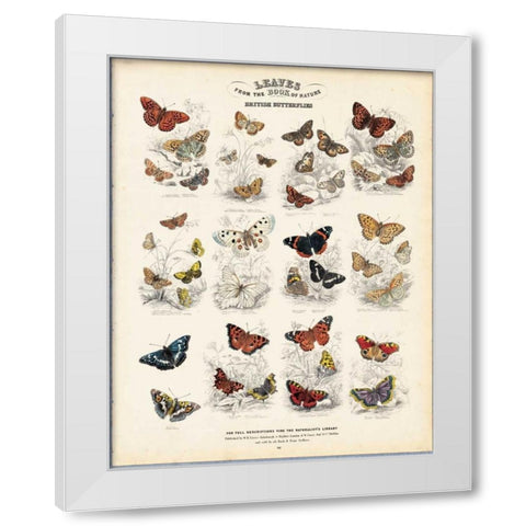 British Butterflies White Modern Wood Framed Art Print by Lizars, WH