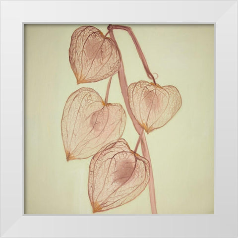 GROWING GROUND CHERRIES White Modern Wood Framed Art Print by Atelier B Art Studio