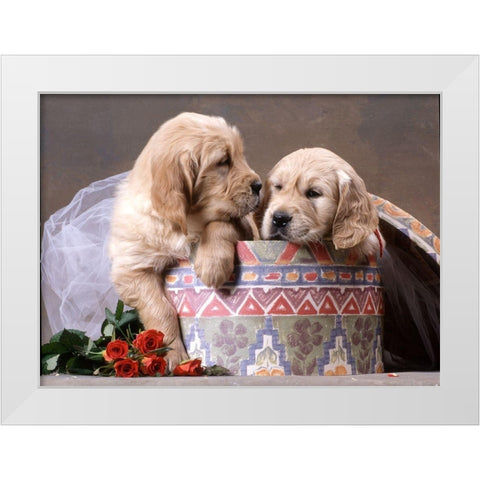 puppies in box White Modern Wood Framed Art Print by Hoenderkamp, Patrick