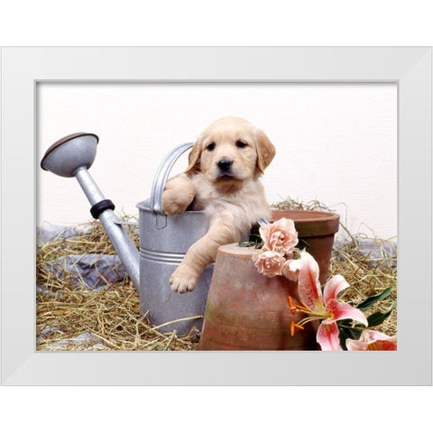 puppies in watering can White Modern Wood Framed Art Print by Hoenderkamp, Patrick