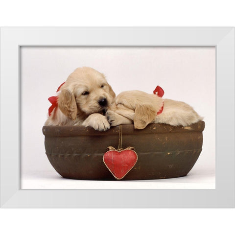 labradors in love White Modern Wood Framed Art Print by Hoenderkamp, Patrick
