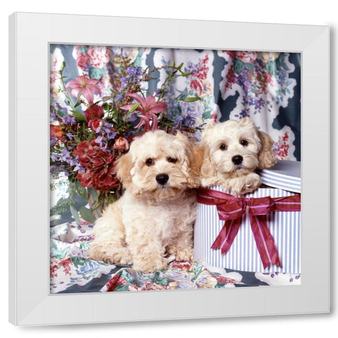 Puppies in giftbox White Modern Wood Framed Art Print by Hoenderkamp, Patrick