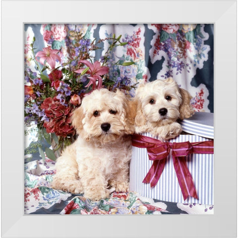Puppies in giftbox White Modern Wood Framed Art Print by Hoenderkamp, Patrick