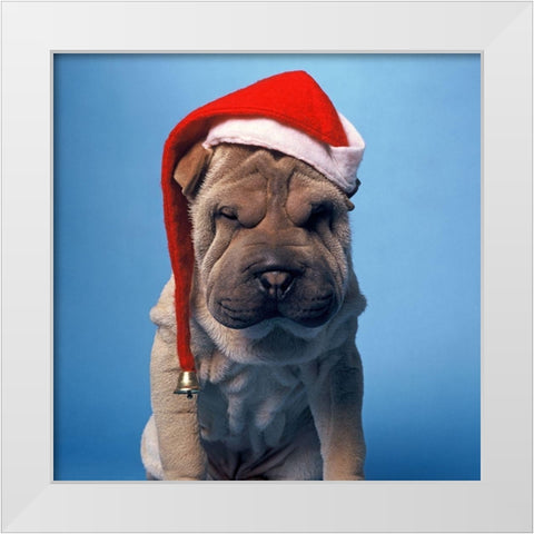 Shar Pei with x-mas hat White Modern Wood Framed Art Print by Hoenderkamp, Patrick