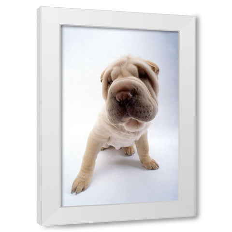 close up White Modern Wood Framed Art Print by Hoenderkamp, Patrick