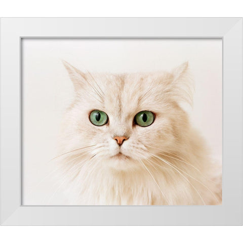 white cat White Modern Wood Framed Art Print by Hoenderkamp, Patrick