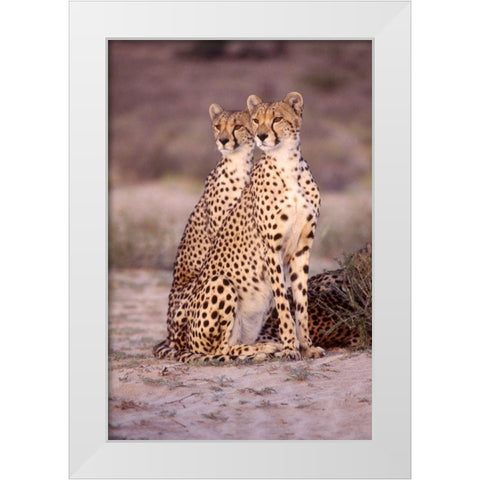 leopard White Modern Wood Framed Art Print by Hoenderkamp, Patrick