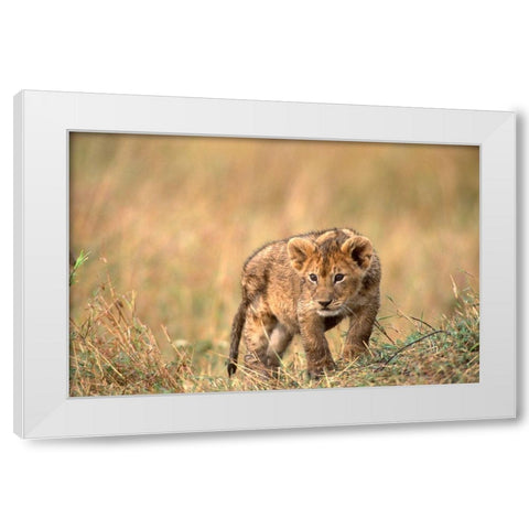 lion pup White Modern Wood Framed Art Print by Hoenderkamp, Patrick