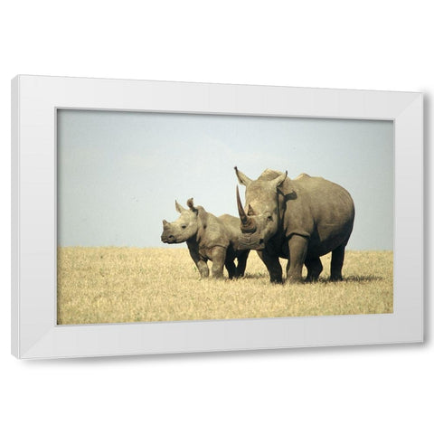 Rhino family White Modern Wood Framed Art Print by Hoenderkamp, Patrick