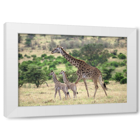 Giraffe family White Modern Wood Framed Art Print by Hoenderkamp, Patrick