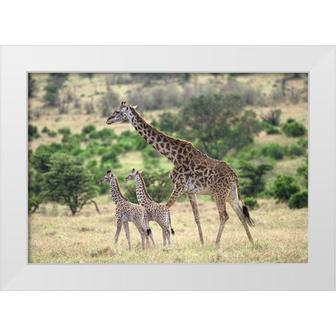 Giraffe family White Modern Wood Framed Art Print by Hoenderkamp, Patrick