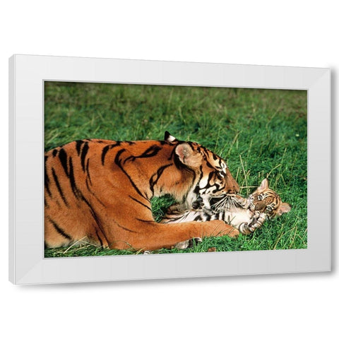 Mother tiger White Modern Wood Framed Art Print by Hoenderkamp, Patrick