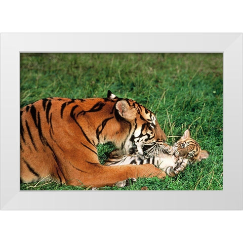 Mother tiger White Modern Wood Framed Art Print by Hoenderkamp, Patrick