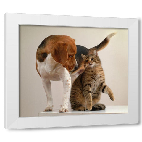cat and dog White Modern Wood Framed Art Print by Hoenderkamp, Patrick