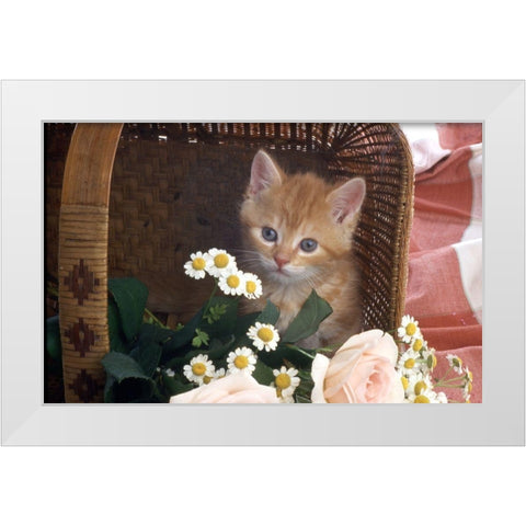 Cat in basket White Modern Wood Framed Art Print by Hoenderkamp, Patrick