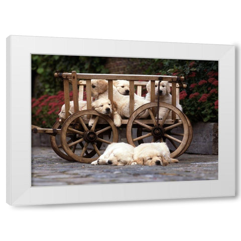 lazy labradors White Modern Wood Framed Art Print by Hoenderkamp, Patrick